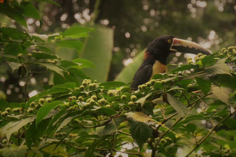 collared aracari