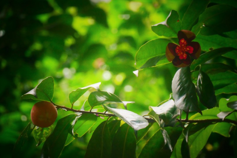 fruit tree stunning