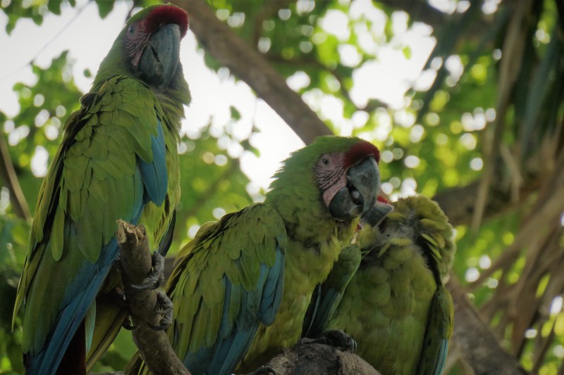 Great Green Macaw - Manzanillo, Costa Rica