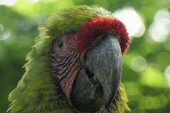 Great Green Macaw - Manzanillo, Costa Rica