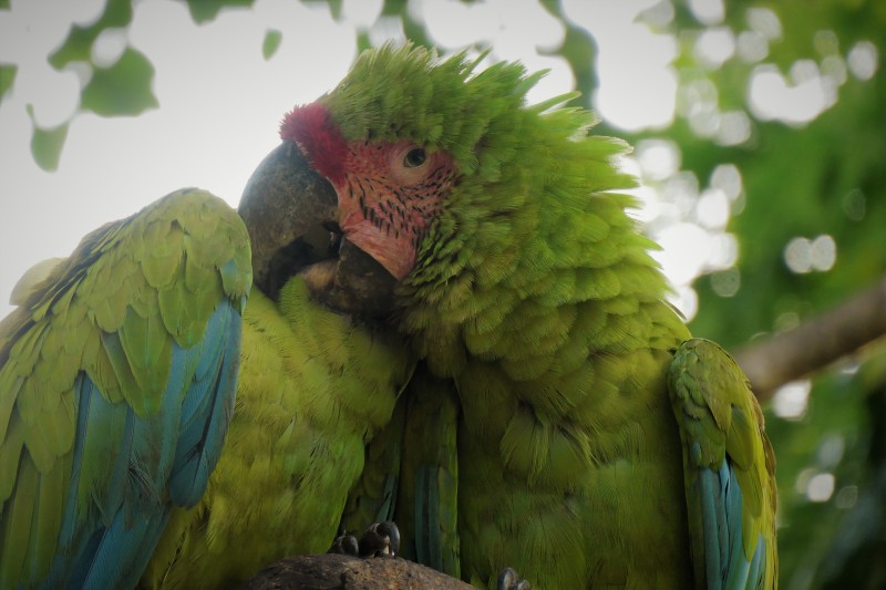 Great Green Macaw - Manzanillo, Costa Rica