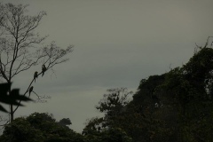 Great Green Macaw - Manzanillo, Costa Rica