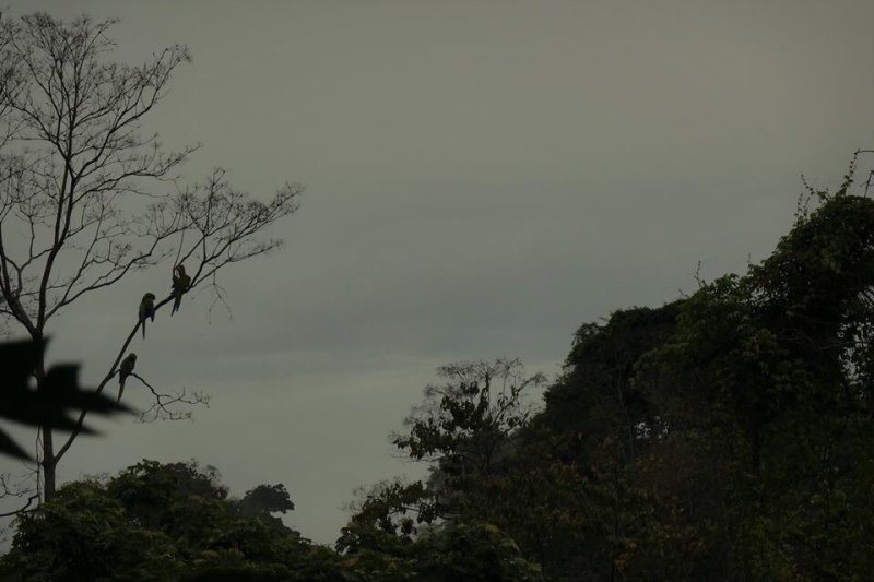 Great Green Macaw - Manzanillo, Costa Rica