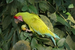 Great Green Macaw - Manzanillo, Costa Rica