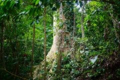 Mountain Almond Tree - Manzanillo, Costa Rica