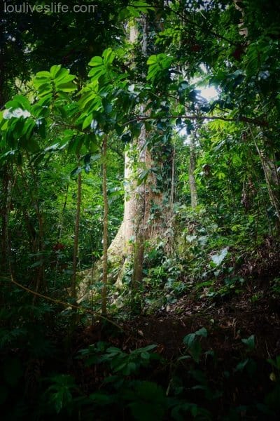 Mountain Almond Tree - Manzanillo, Costa Rica