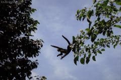 White Faced Capuchin - Manzanillo, Costa Rica