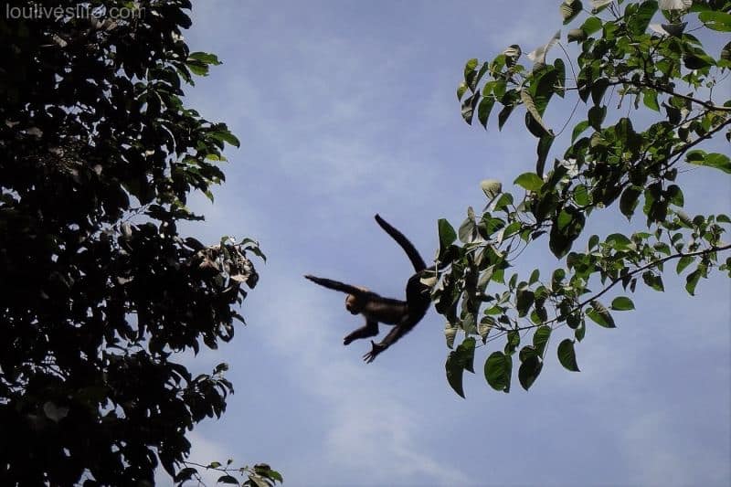 White Faced Capuchin - Manzanillo, Costa Rica