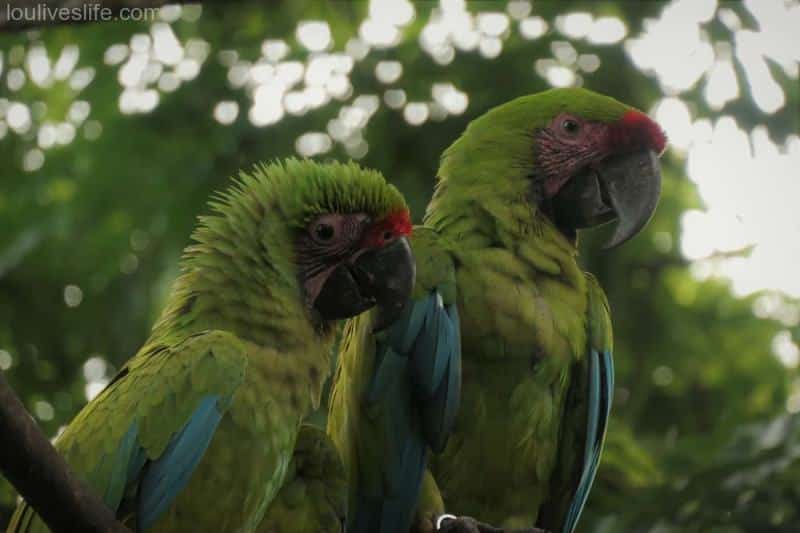 Great Green Macaw - Manzanillo, Costa Rica