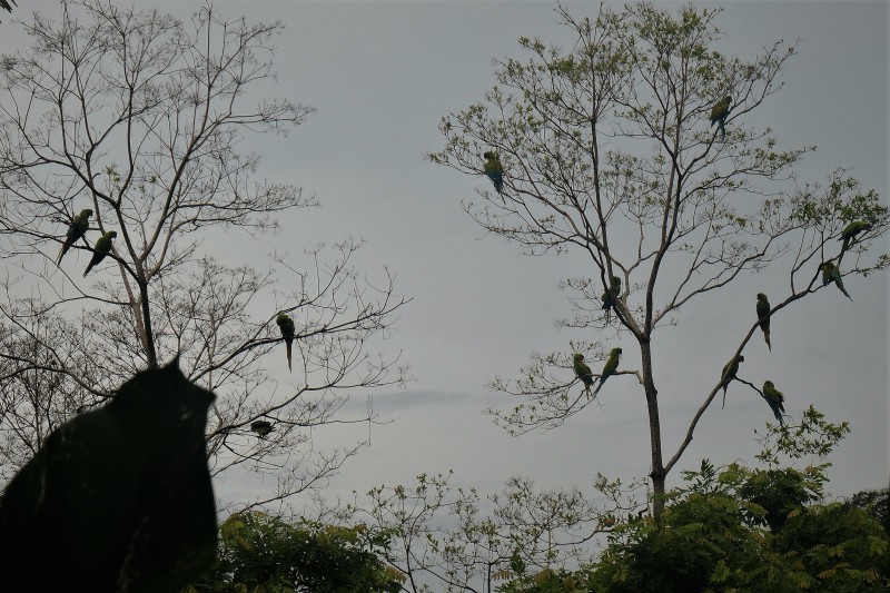 parrots in a tree