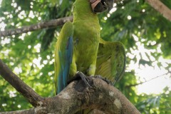 Great Green Macaw - Manzanillo, Costa Rica