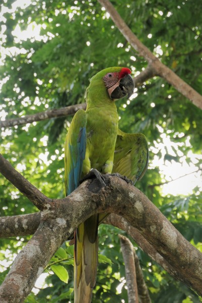 Great Green Macaw - Manzanillo, Costa Rica