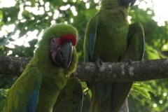 Great Green Macaw - Manzanillo, Costa Rica