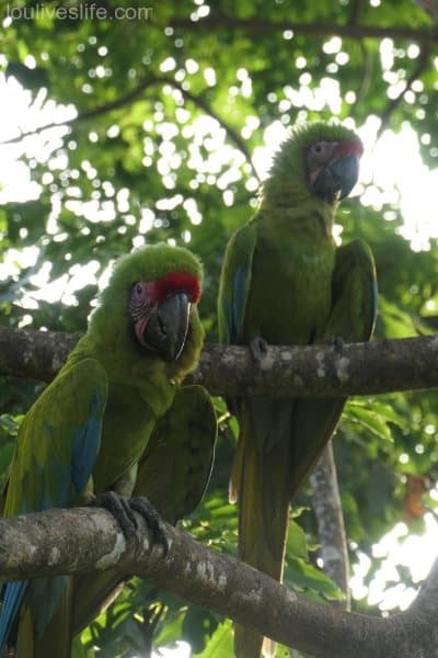 Great Green Macaw - Manzanillo, Costa Rica