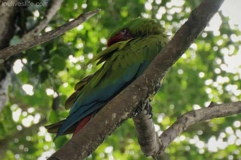 Great Green Macaw - Manzanillo, Costa Rica