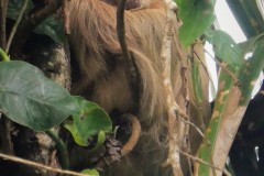 Hoffmans Two Toed Sloth - Manzanillo, Costa Rica