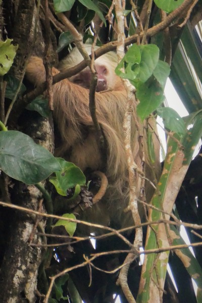 Hoffmans Two Toed Sloth - Manzanillo, Costa Rica