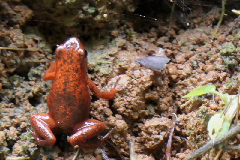 Strawberry Poison Dart Frog (Oophaga pumilio)