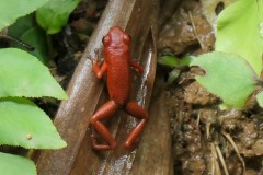 Strawberry Poison Dart Frog (Oophaga pumilio)