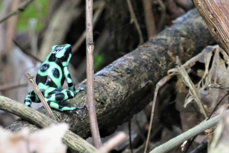 Green-and-Black Poison Dart Frog (Dendrobates auratus) - Manzanillo, Costa Rica