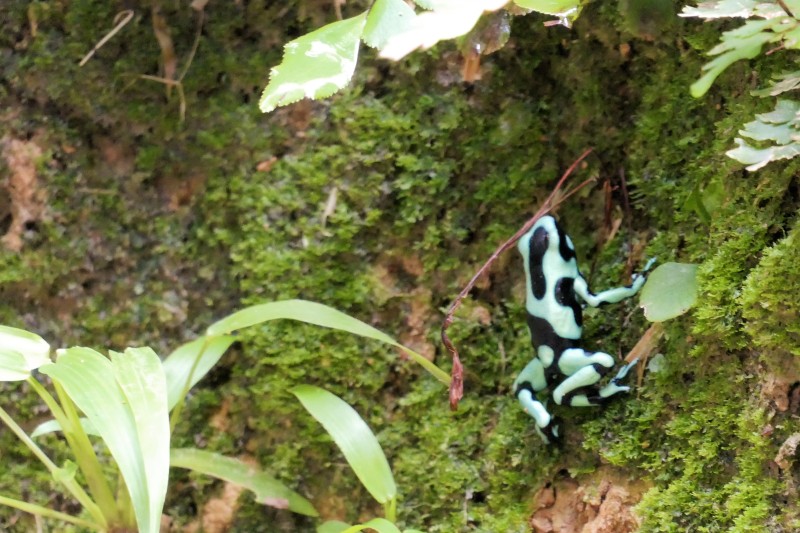 Green-and-Black Poison Dart Frog (Dendrobates auratus) - Manzanillo, Costa Rica