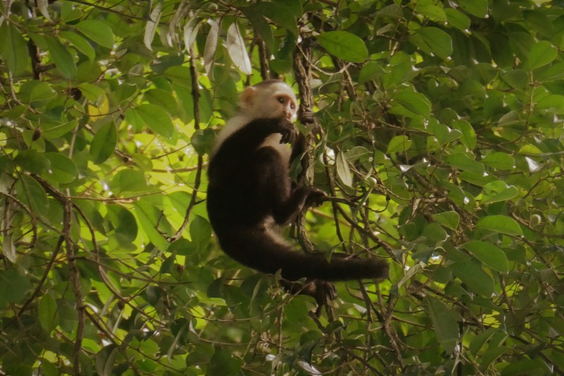 white faced capuchin 3