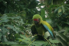 young Great Green Macaw