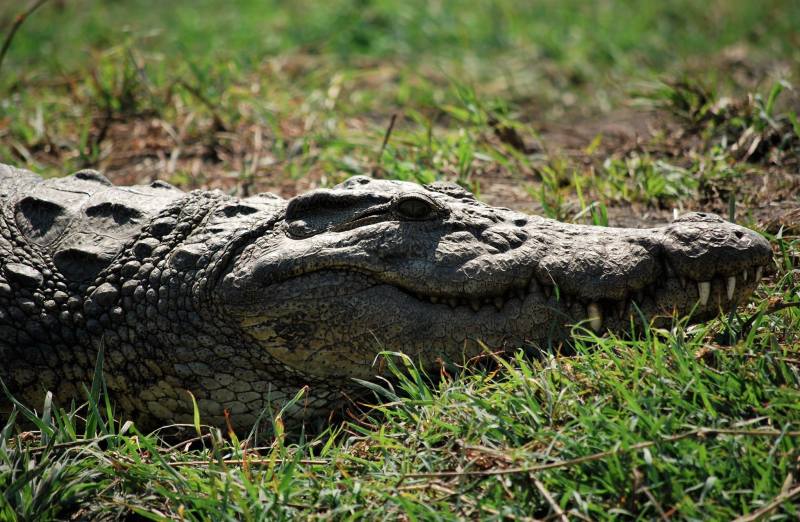 crocodile