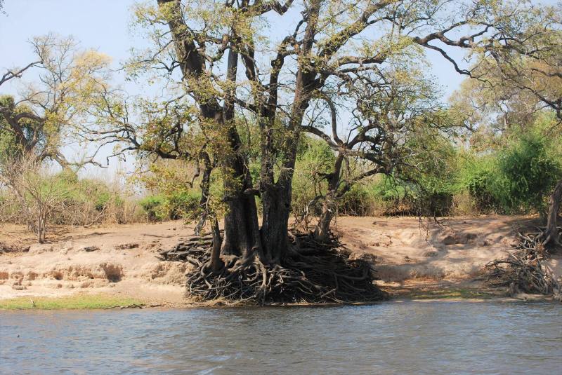 Chobe River