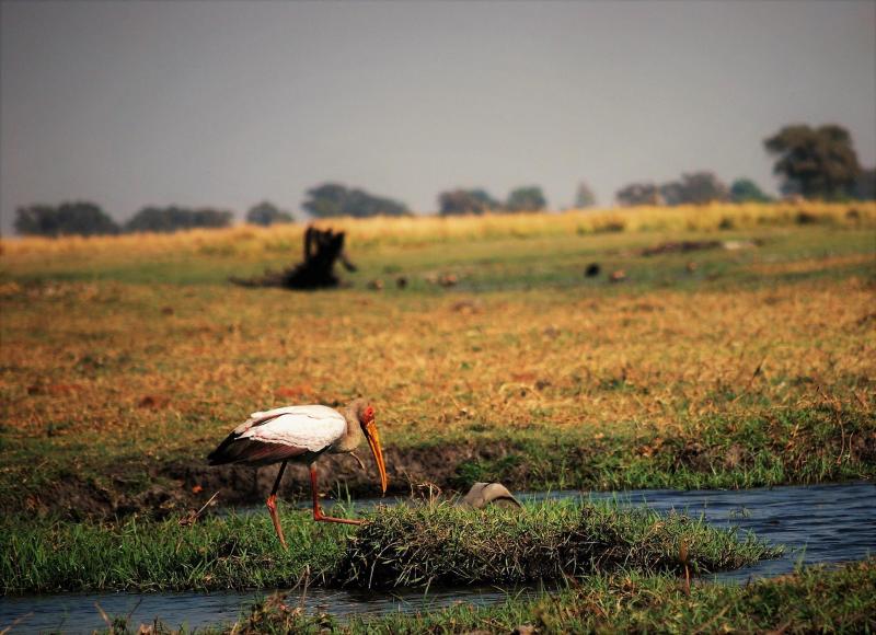 Mycteria ibis