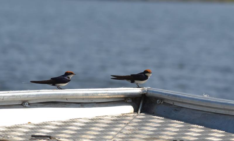 HIrundo smithii