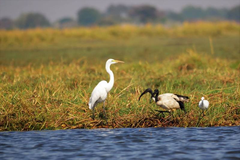 Threskiornis aethipicus (with the black bill)
