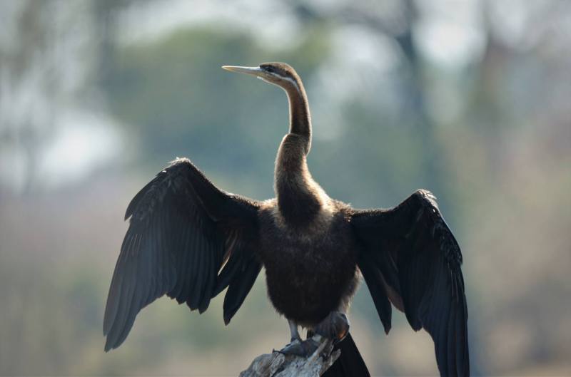 Anhinga rufa