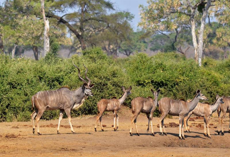 Tragelaphus strepsiceros