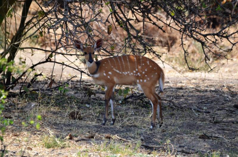 Tragelaphus angasii
