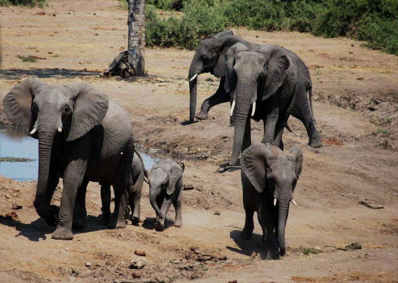 Loxodonta africana