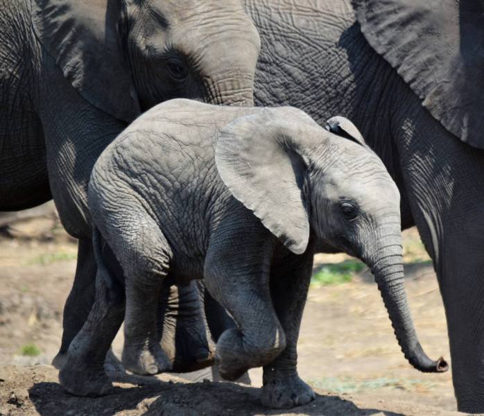 Loxodonta africana