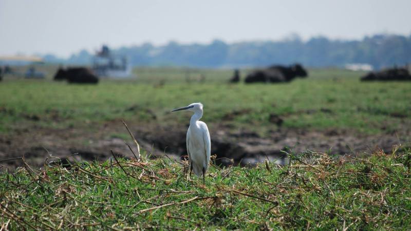 Egretta garzetta