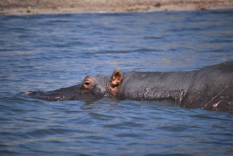 Hippopotamus amphibius