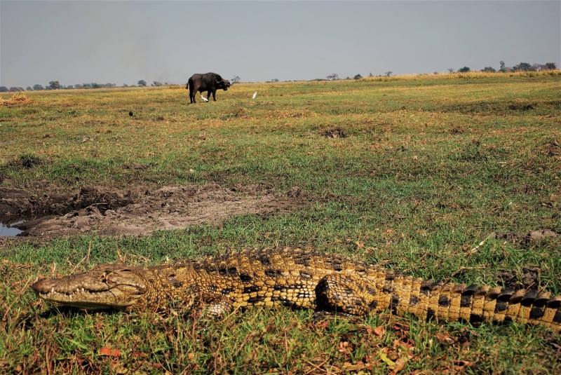 Crocodylus niloticus