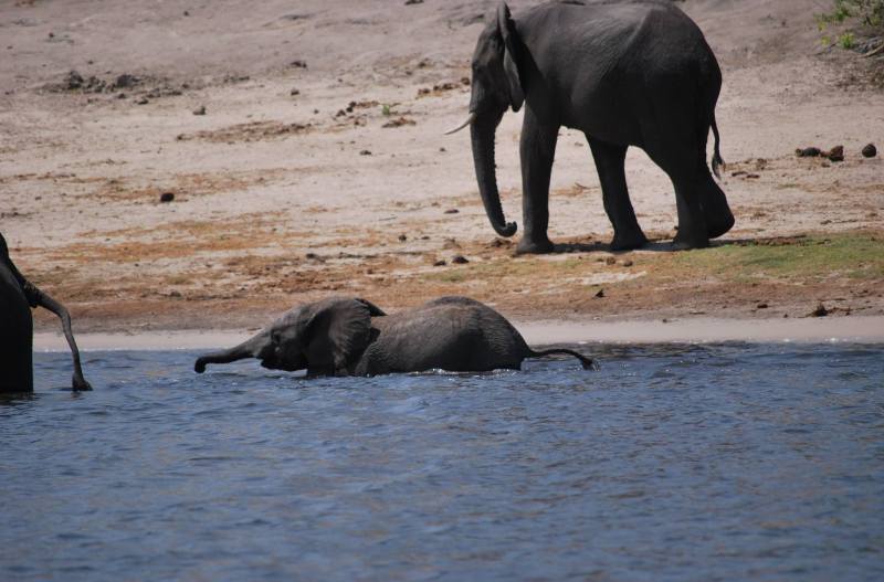Loxodonta africana