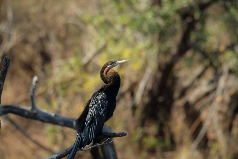 Anhinga rufa