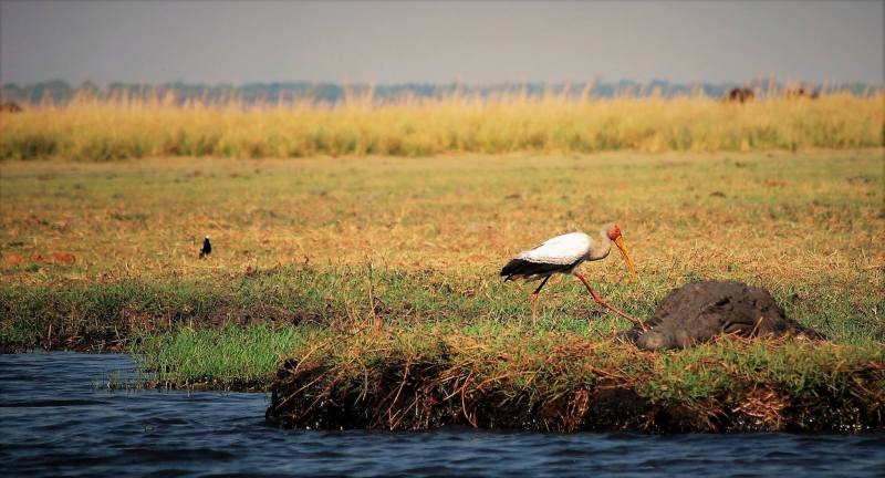Mycteria ibis / Crocodiles