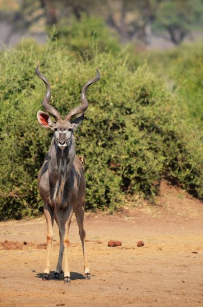 Tragelaphus strepsiceros