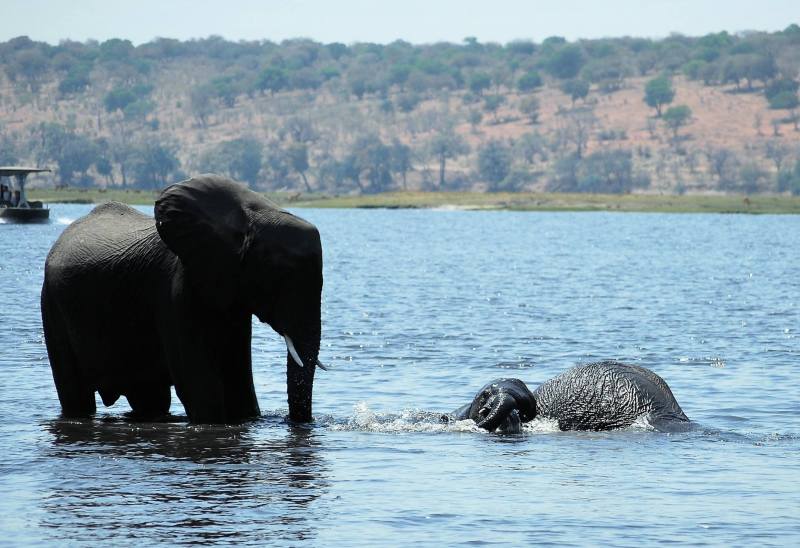 Loxodonta africana