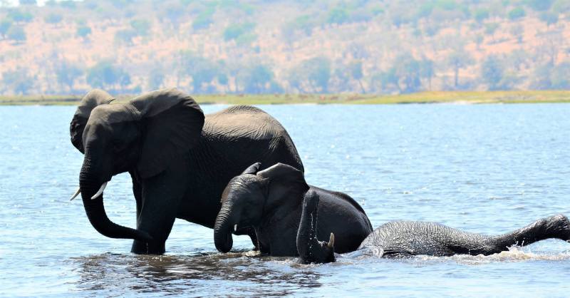 Loxodonta africana