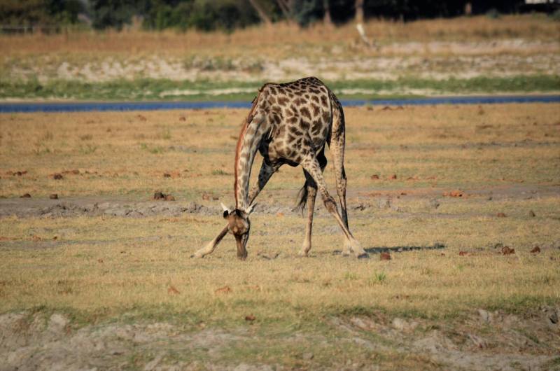 giraffe