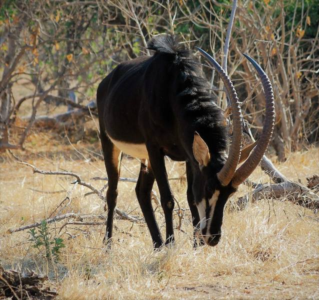 Hippotragus niger
