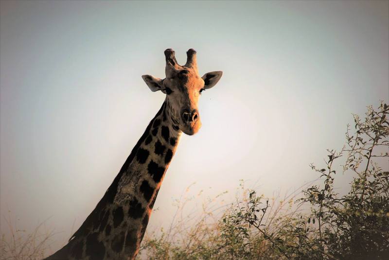 giraffe