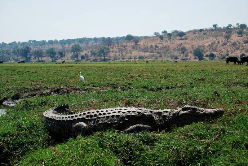 crocodile